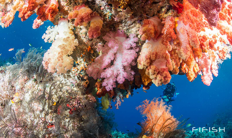 Colorful & Vibrant Reefs